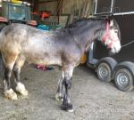 3 Year Old Gelding