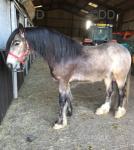 3 Year Old Gelding
