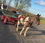 15.2hh Ride and Drive Mare