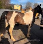 15.2hh Ride and Drive Mare