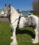 Big Barron, 15.3hh Stallion at Stud