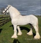 Big Barron, 15.3hh Stallion at Stud