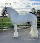 Big Barron, 15.3hh Stallion at Stud