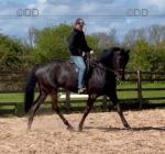 16.3hh Riding Gelding