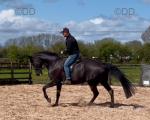 16.3hh Riding Gelding