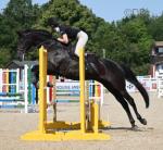 16.3hh Riding Gelding