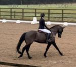 16.3hh Riding Gelding