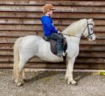11.3hh Riding Mare