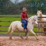 11.3hh Riding Mare
