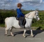 11.3hh Riding Mare