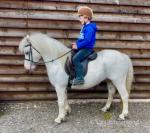 11.3hh Riding Mare