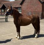12.2hh Welsh Section C Riding Gelding 