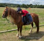 12.2hh Welsh Section C Riding Gelding 
