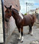 15.3hh Ride and Drive Gelding 