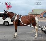 15.3hh Ride and Drive Gelding 