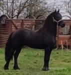 Sultan, 15.3hh Friesian Driving Gelding  