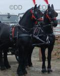 Sultan, 15.3hh Friesian Driving Gelding  