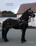 Sultan, 15.3hh Friesian Driving Gelding  