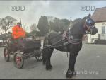 Sultan, 15.3hh Friesian Driving Gelding  