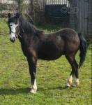 Arthen Deio Du, Yearling Welsh Section C Colt