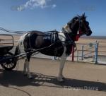 15hh Standardbred Driving Mare