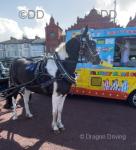 15hh Standardbred Driving Mare