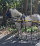 11.2hh Ride and Drive Mare