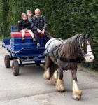 Spot, 12.2hh Driving Gelding 