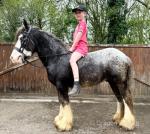 Spot, 12.2hh Driving Gelding 