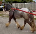 Spot, 12.2hh Driving Gelding 