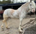 Lemon blagdon gelding 15.1hh 7 year old ride and drive. Been driven in 2 and 4 wheelers, been on all drives. Real gentleman of a horse, very good mover as well. 
