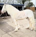 15.1hh Ride and Drive Gelding