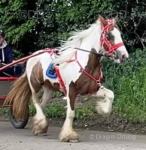 Very sad sale, 6 year old mini cob &ndash; 12.2hh. Good little mare, previously been on plenty of drives around Stockport, Blackpool, and Morecambe. Has also attended Appleby a few times and will tether.

