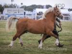 Bodernog Efydd, 12.3hh Riding Stallion