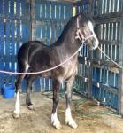 Senators the Joker, Welsh Section D Colt