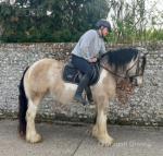 Golden Girl, 14.2hh dun & white mare, 7 years old. Golden Girl is a kind, genuine mare with a lovely attitude, making her an ideal family pony. She is easy to handle, enjoys attention, and is straightforward in all her care.
Golden Girl, 14.2hh dun & white mare, 7 years old. Golden Girl is a kind, genuine mare with a lovely attitude, making her an ideal family pony. She is easy to handle, enjoys attention, and is straightforward in all her care.