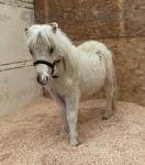 Shetland Colt Foal