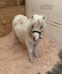 Shetland Colt Foal