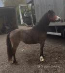 11hh Ride & Drive Mare