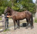 BMJ Celtic Breeze, ISH Gelding 