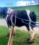 13.2hh ride & drive bombproof cob gelding. Ridden & handled by all the kids, can be ridden & driven by absolutely anyone. 