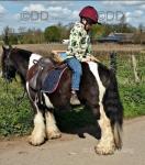 13.2hh Ride and Drive Gelding