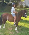 Franco, 11.1hh Welsh Section A Riding Gelding 