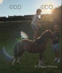 Franco, 11.1hh Welsh Section A Riding Gelding 