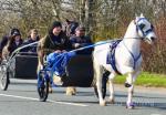 Snow Man blue and white 8 year old gelding 13hh. Very good pony, perfect to ride and drive pony, been on all the drives. 