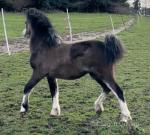 Yearling Welsh Section A Filly