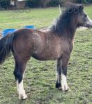 Yearling Welsh Section A Filly