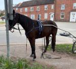 Forafewdollarmore mare for sale 4 year old 15hh, she's 3 weeks jogging. Selling as lost field. She's a good fast mare, jog her at 30 or 5 mph. 