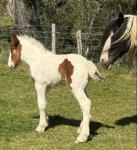 14.3hh Broodmare with Filly Foal at Foot 