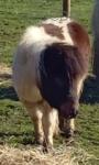 Harry & William, Shetland Geldings